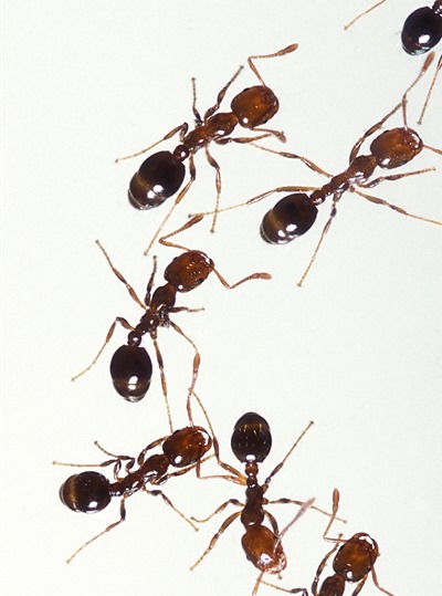 ants ants