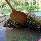 THe underside of these amazing plants.