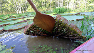 THe underside of these amazing plants.