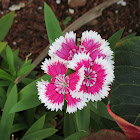 Sweet William Dwarf