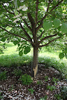 Squirrel in the Styrax Tree