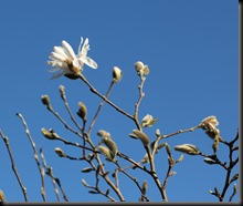 Magnolia 'Stellata' 28.03.12