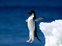 Leap of Faith, Adelie Penguin.jpg