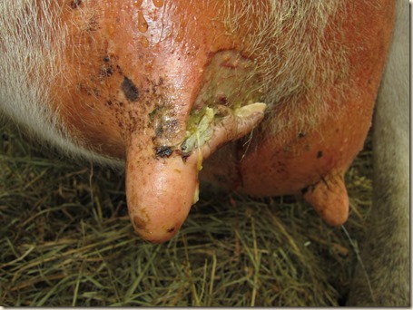 Cow teat 005 Cow teat 005