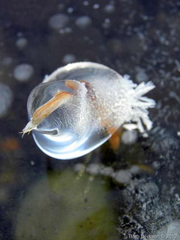 [Barb%2520Derksen%2520Ice%25202012%2520%2520%252810%2529%255B6%255D.jpg]