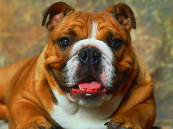 Bulldog pode ser modificado geneticamente