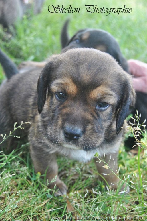 [dog1%255B3%255D.jpg]
