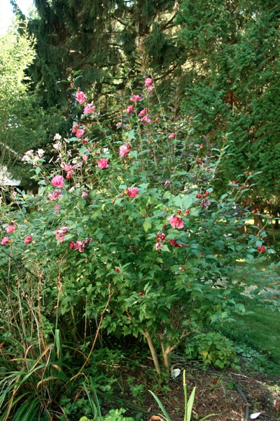 Roseofsharon