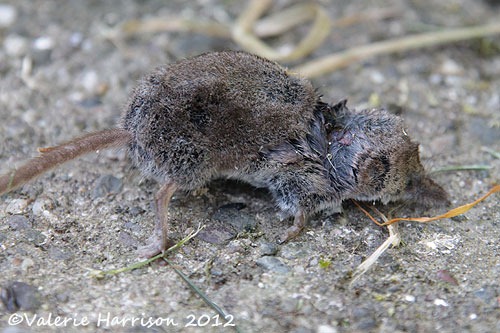 [shrew%255B2%255D.jpg]
