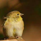 Small Birds
