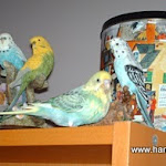 Budgie camoflauge Jan 6-10 Budgie camoflauge.jpg