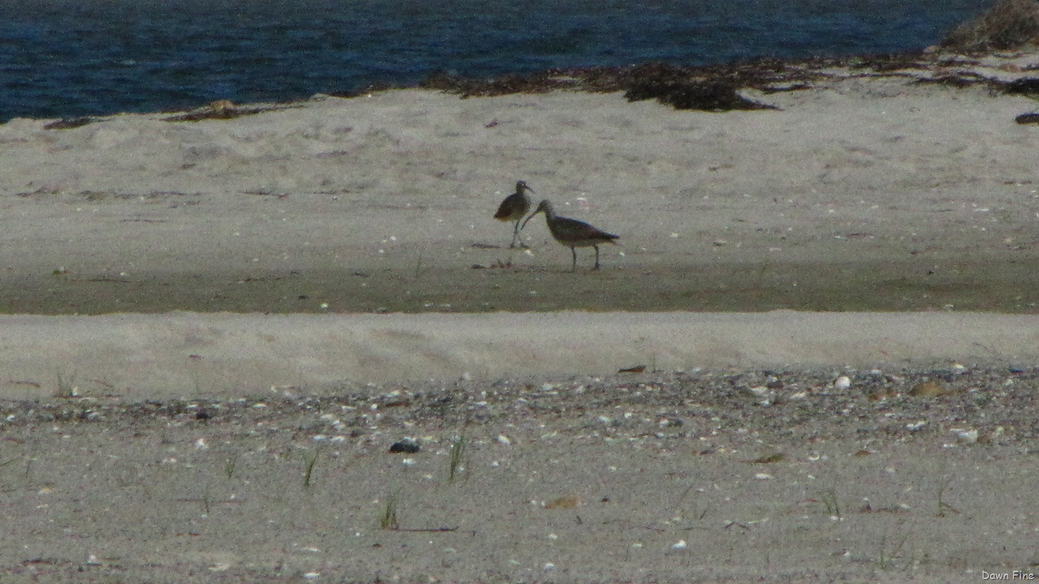 [birding-south-beach_0263.jpg]