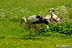 Natura :: Oasi Lipu di Racconigi (TO)