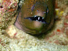  Koh Lipe Resimleri Fotoğrafları
