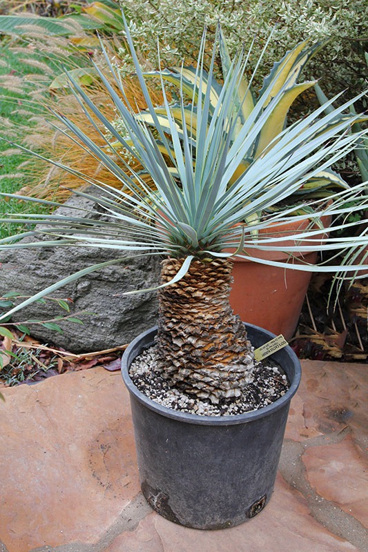 [111120_yucca_rostrata_from_poots%255B4%255D.jpg]