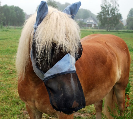 [DSC_0065%255B4%255D.jpg]