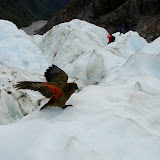 South Island - Franz Josef Gacier