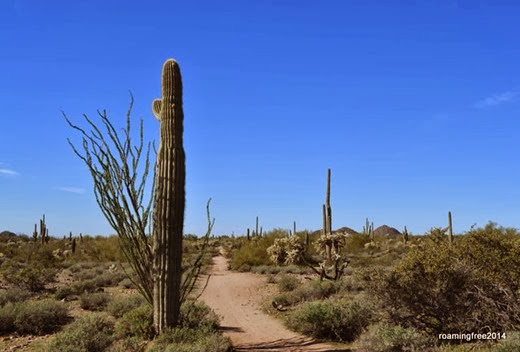 desert trail