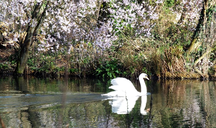 agressive swan agressive swan
