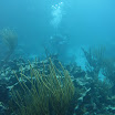  Scuba Dive Buck Island Reef
