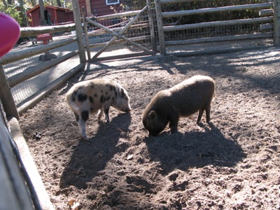 miniature pigs