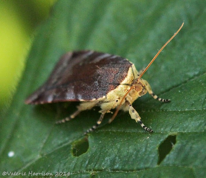 [Lesser-Broad-bordered-yellow-underwing-2%255B2%255D.jpg]