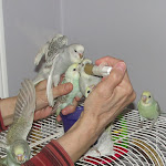 May23-11 handfeeding.JPG