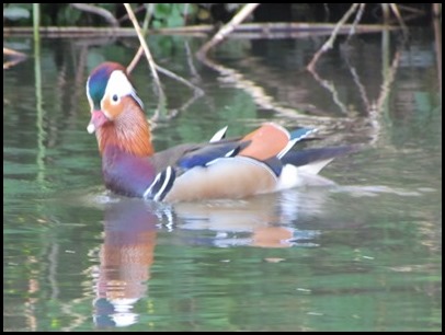 2 Mandarin Duck