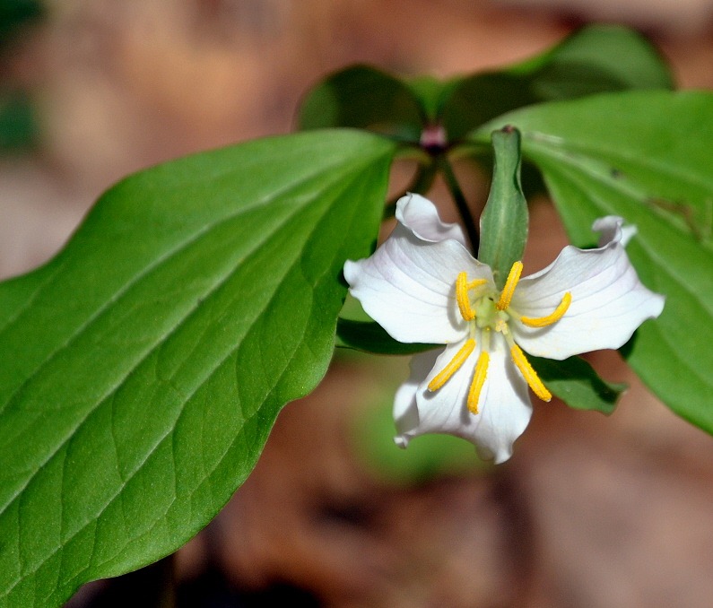 [04---Spring-Wildflowers---Trillium--%255B21%255D.jpg]