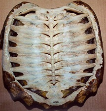 tortoise-shell-1 tortoise-shell-1
