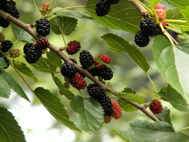 [mulberries-897605%255B3%255D.jpg]