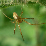 Tetragnatha montana - on a nettle