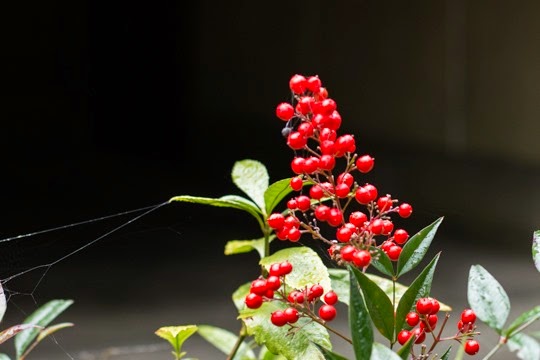20141207-IMG_4538 20141207-IMG_4538