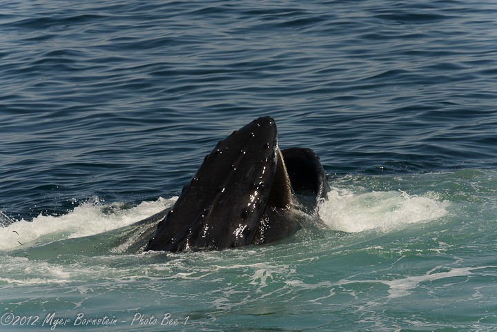 [Humpback%2520Whale%2520with%2520Mouth%2520open%2520_D8C4443%2520June%252010%252C%25202012%2520NIKON%2520D800%255B3%255D.jpg]