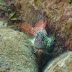 P5273727