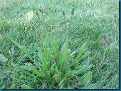 pictures_lawn_weeds_buckhorn_plantain_03