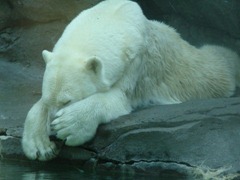 polar-bear-lovely_98925-480x360