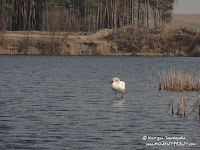 nieczynne wyrobiska (glinianki) w Promnicach