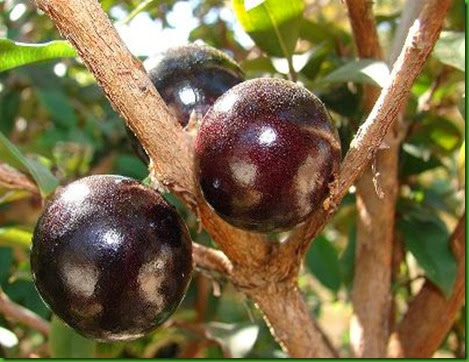 Jaboticaba Olho de Boi Jaboticaba Olho de Boi