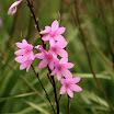 IMG_9825N2.JPG