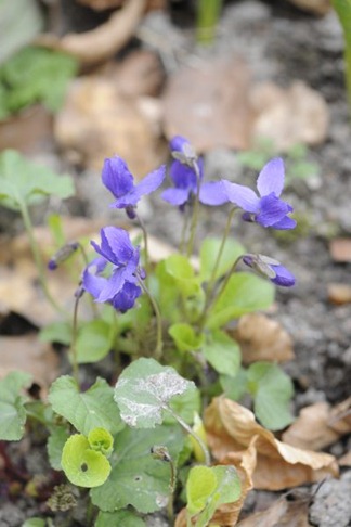 claus_20100417_101940
