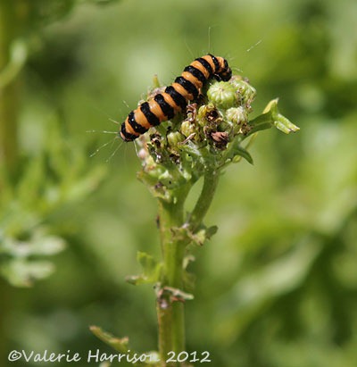[15-cinnabar-caterpillar%255B2%255D.jpg]