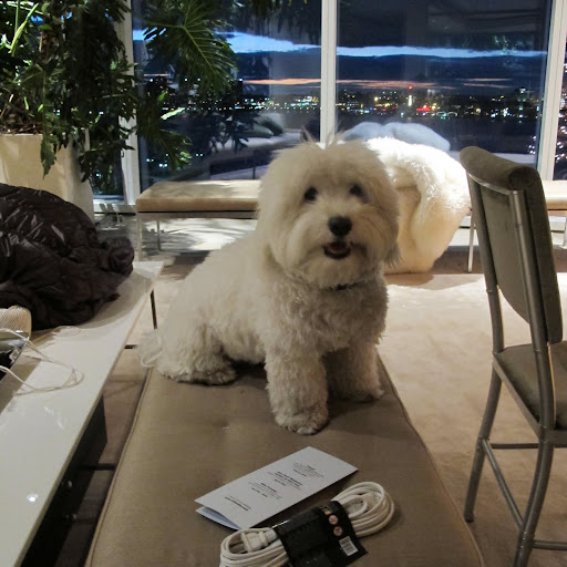 My friend's dog, Watts, is ready to help me lay out my decorations for the tree.