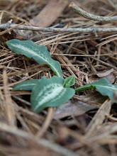 P8137099