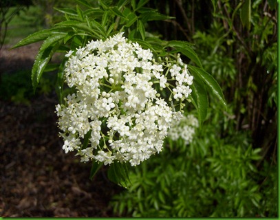 Elderberry (3)