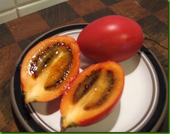 Tomate de Arvore Gigante Tomate de Arvore Gigante