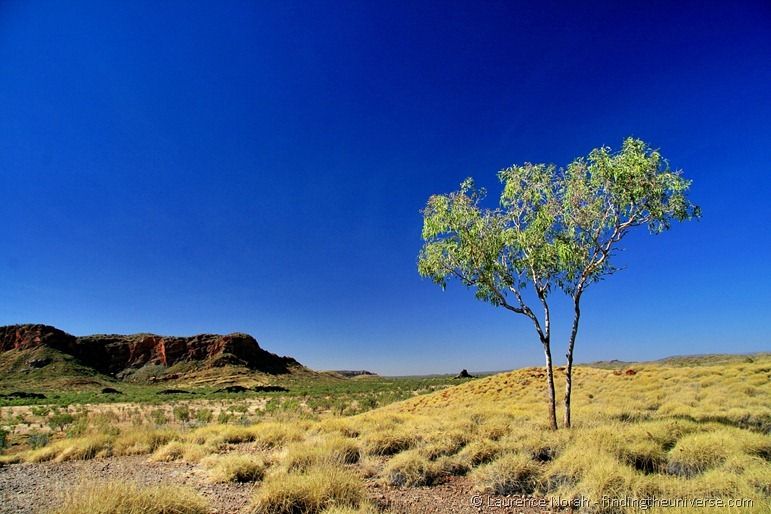 Purnululu bungle bungle rock tree outback scenery Purnululu bungle bungle rock tree outback scenery