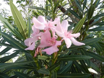 DSCN1009.jpg DSCN1009