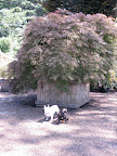 Excuse me - we'll take this Japanese maple to plant in Martha's new maple grove.