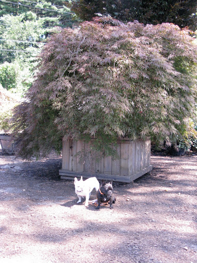 Excuse me - we'll take this Japanese maple to plant in Martha's new maple grove.
